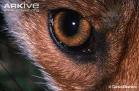Fox eye