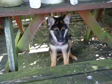 GSD puppy hiding under table